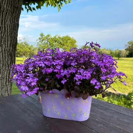 Garni Marika ホテル ガルニャーノ